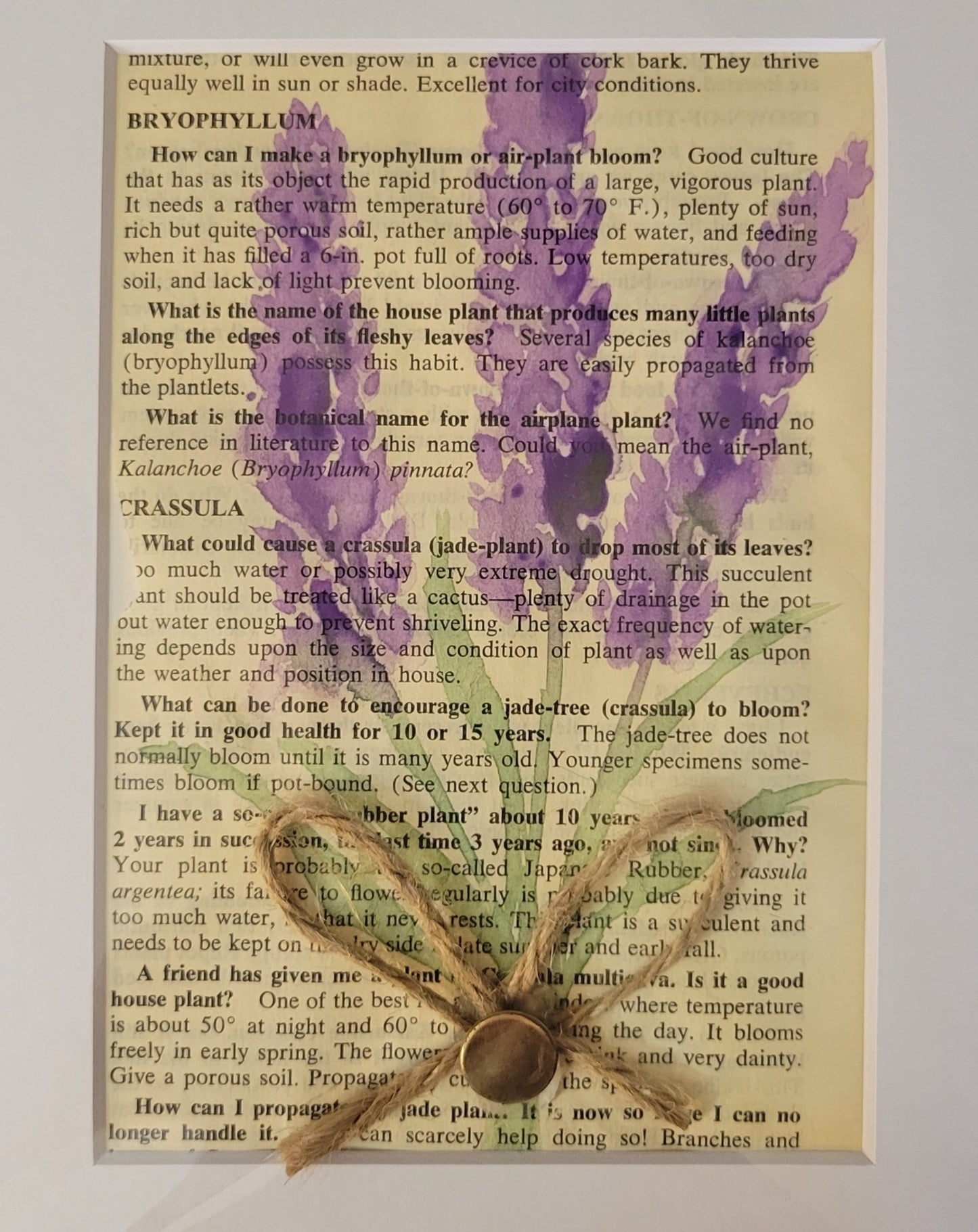 Lavender