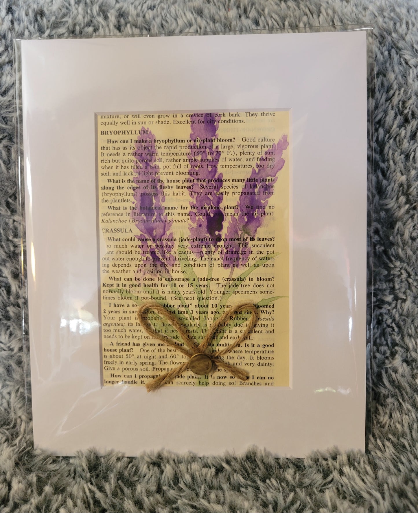 Lavender