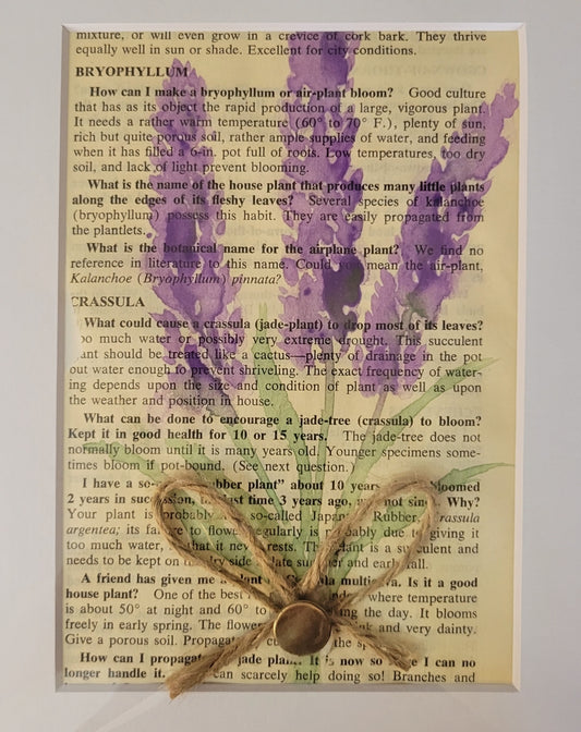 Lavender